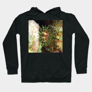 Jewell Sea Urchin Hoodie